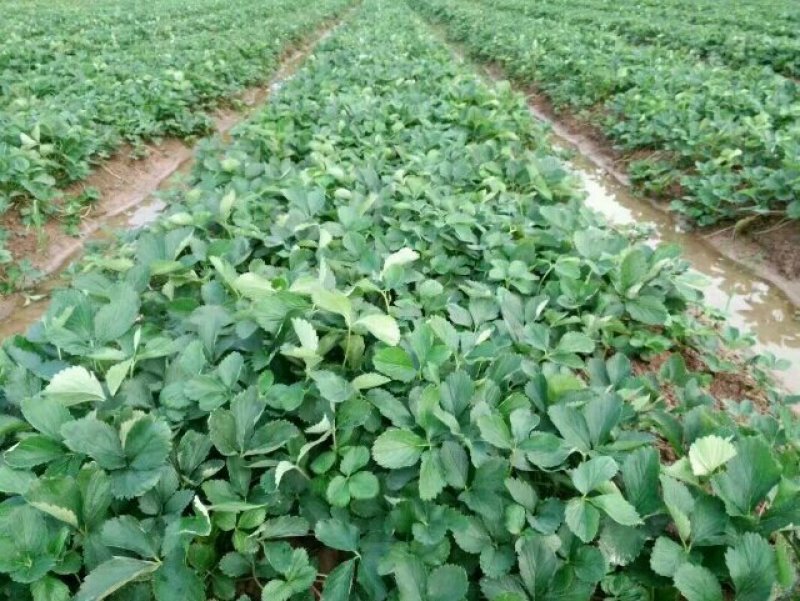 专业供应红颜草莓苗妙香七号牛奶草莓苗