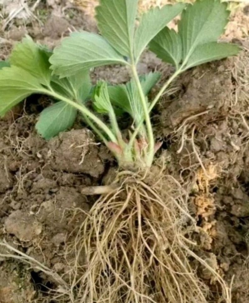专业供应红颜草莓苗妙香七号牛奶草莓苗