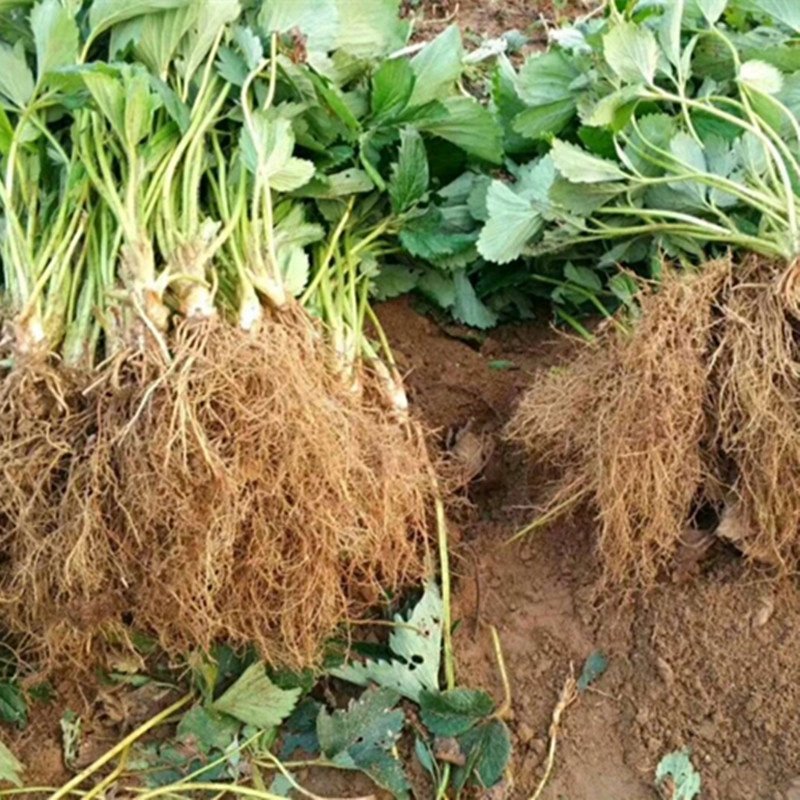 专业供应红颜草莓苗妙香七号牛奶草莓苗
