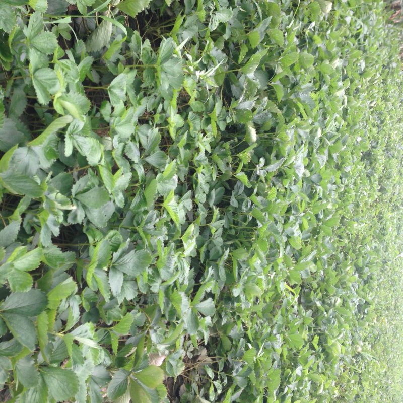 专业供应红颜草莓苗妙香七号牛奶草莓苗