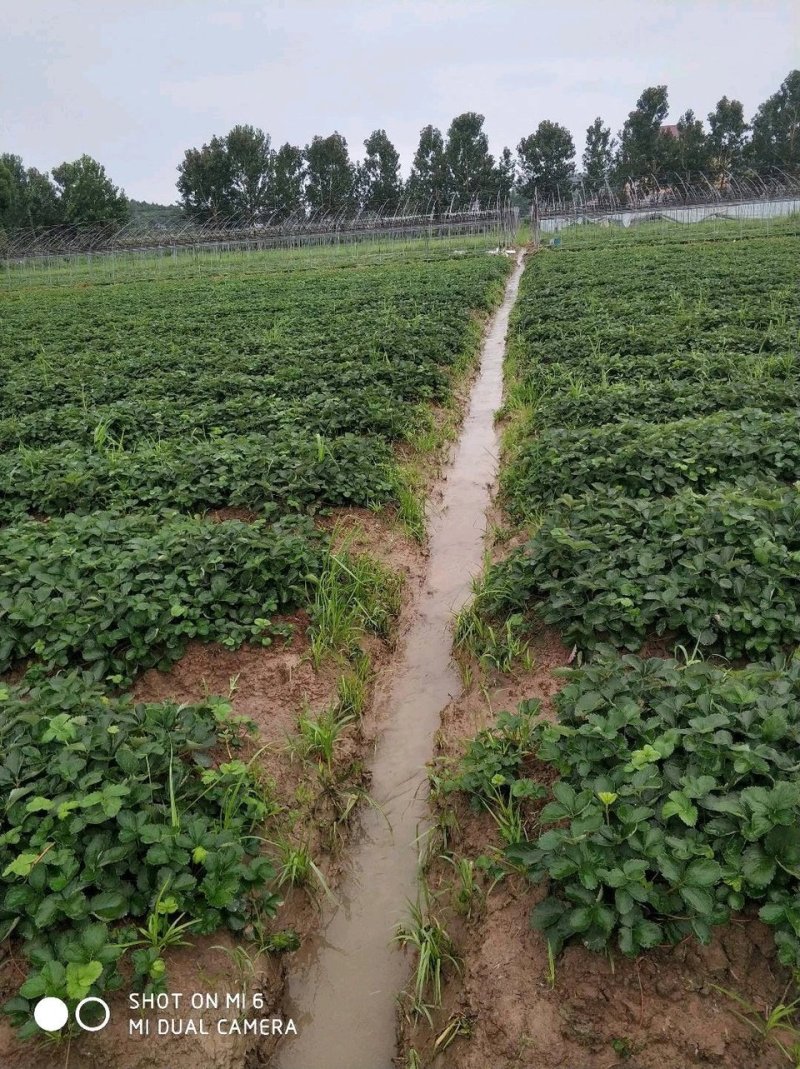 专业供应红颜草莓苗妙香七号牛奶草莓苗