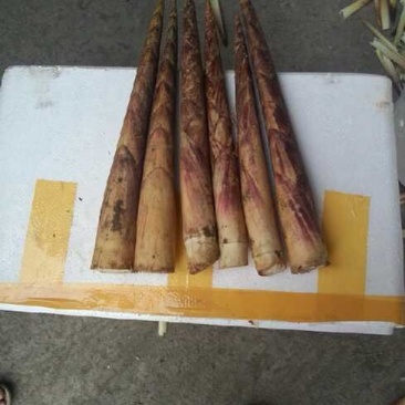新鲜竹笋基地供货货源充足口感好可视频看货欢迎咨询