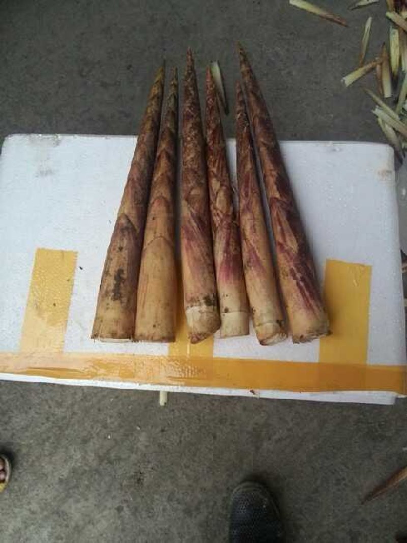 新鲜竹笋基地供货货源充足口感好可视频看货欢迎咨询