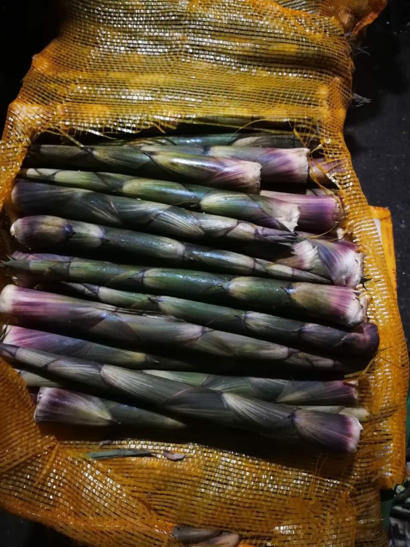 新鲜竹笋基地供货货源充足口感好可视频看货欢迎咨询