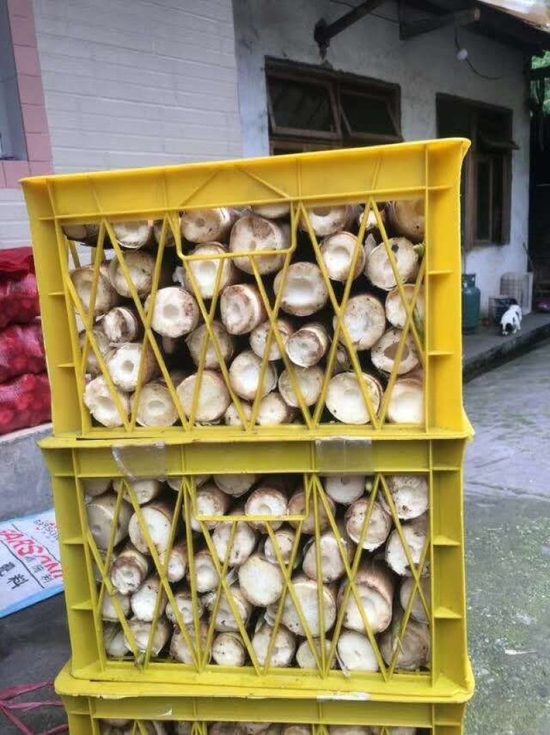 新鲜竹笋基地供货货源充足口感好可视频看货欢迎咨询