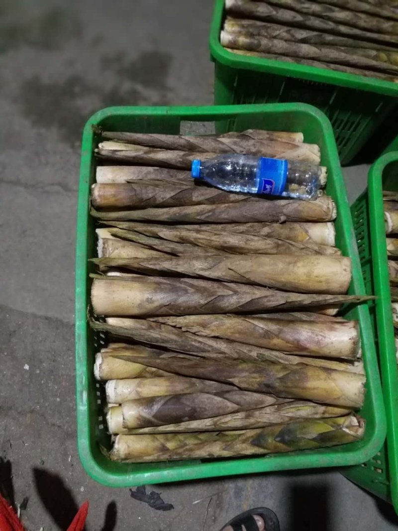新鲜竹笋基地供货货源充足口感好可视频看货欢迎咨询