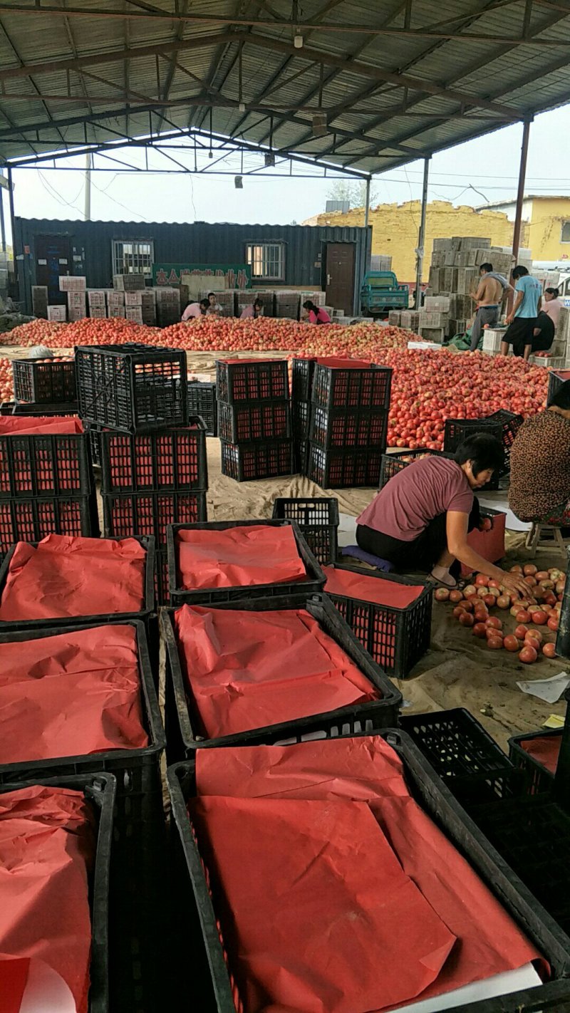 山东省聊城万亩硬粉西红柿上市欢迎各大商超，电商社区团购