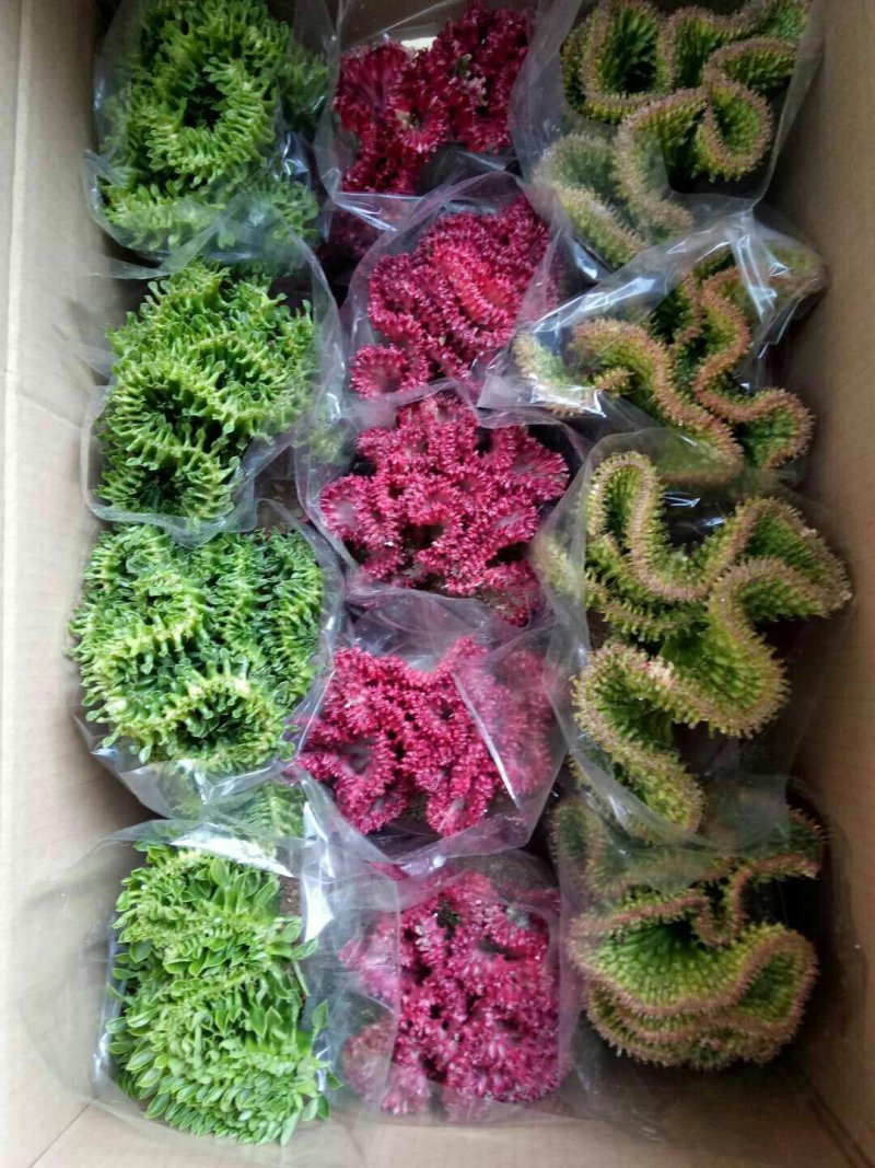 虎刺梅！金虎！红太阳