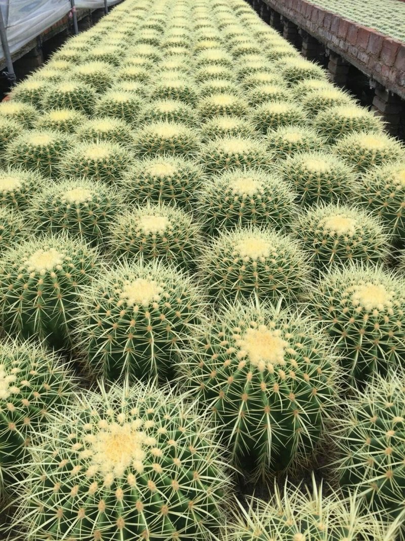 虎刺梅！金虎！红太阳