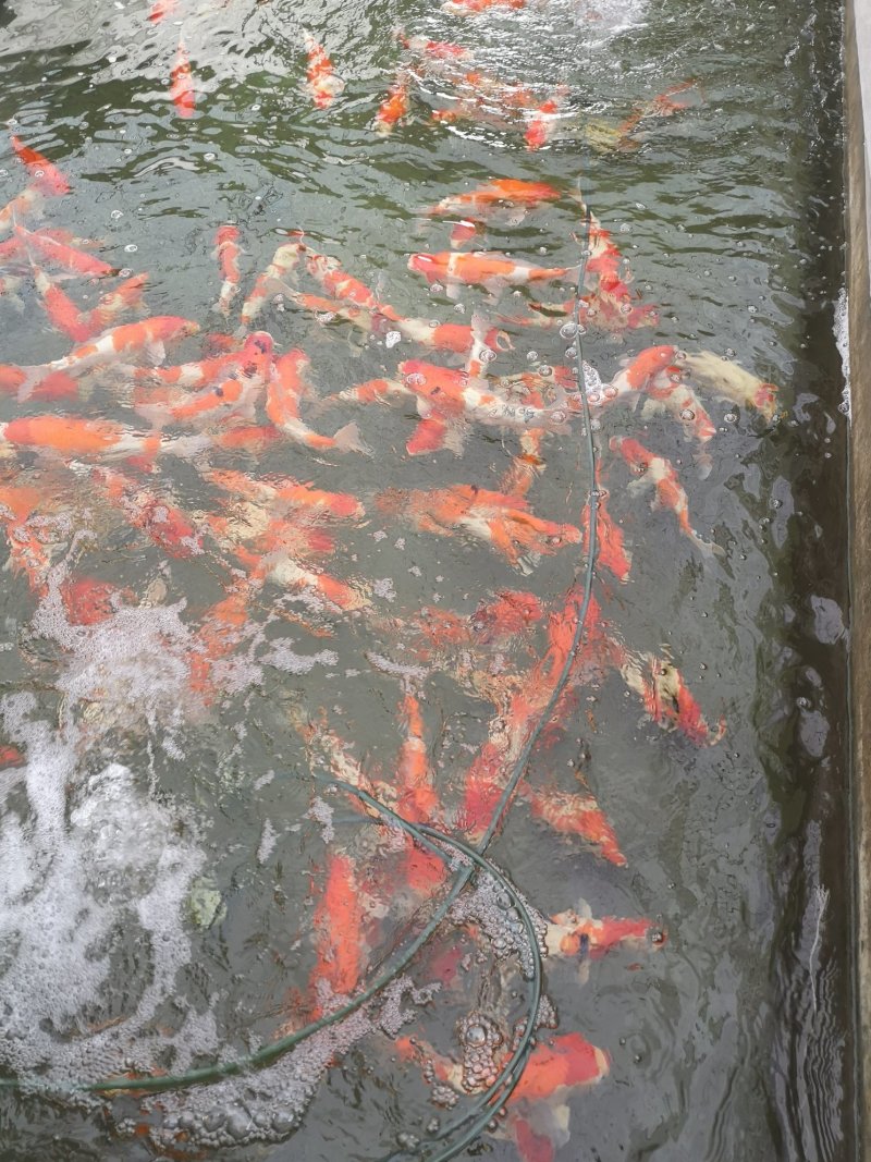 日本锦鲤