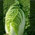 旱地大白菜