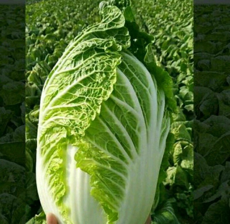 旱地大白菜