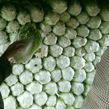 旱地大白菜