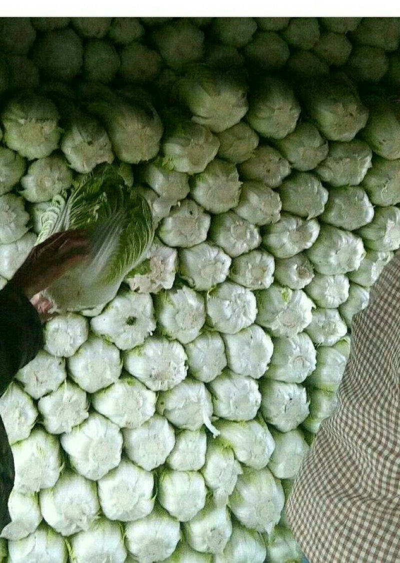 旱地大白菜