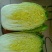 旱地大白菜