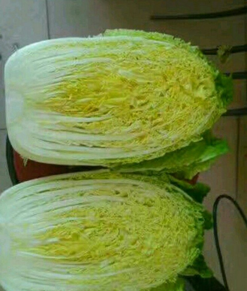 旱地大白菜