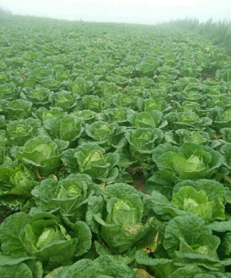 旱地大白菜