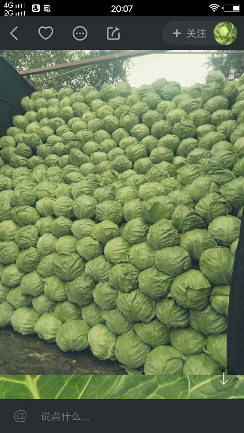 旱地大白菜