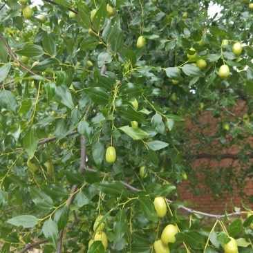 朝阳大枣