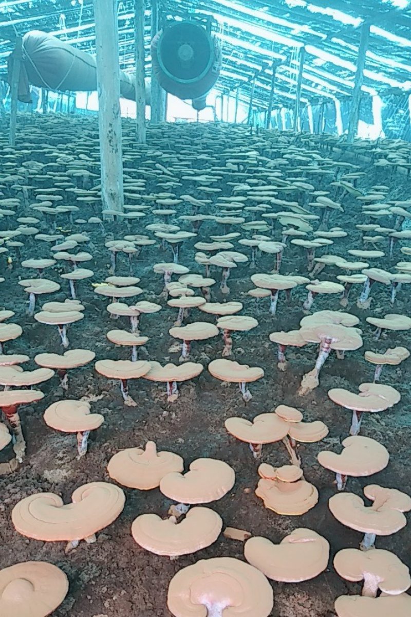 灵芝