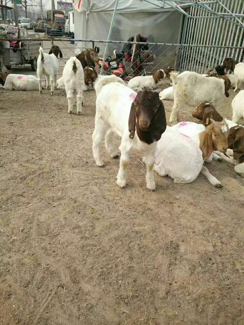 波尔山羊种羊小公羊母羊免费运输随便挑选保证成活率