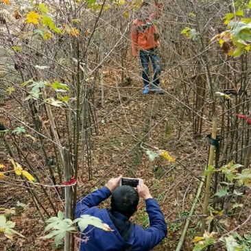 覆盆子苗