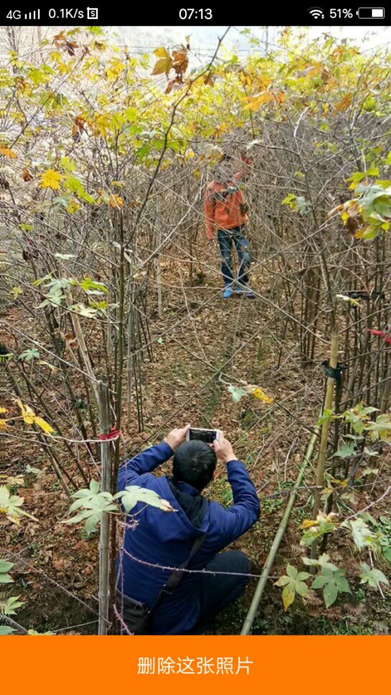 覆盆子苗
