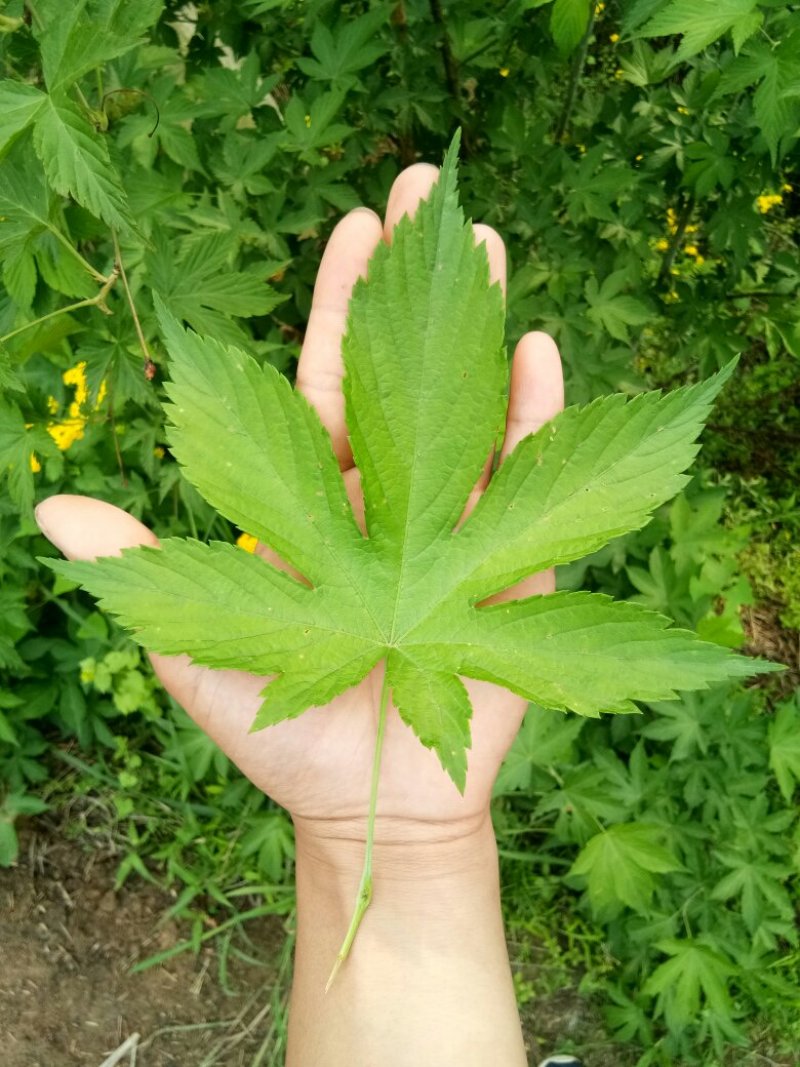 覆盆子苗