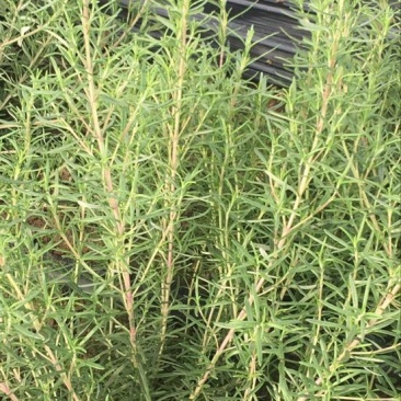 迷迭香鲜叶鲜品药用全年稳定