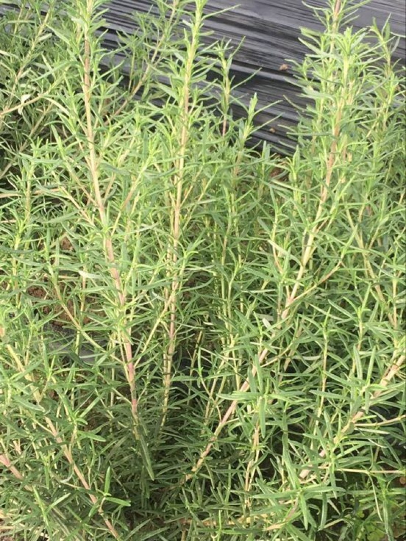 迷迭香鲜叶鲜品药用全年稳定