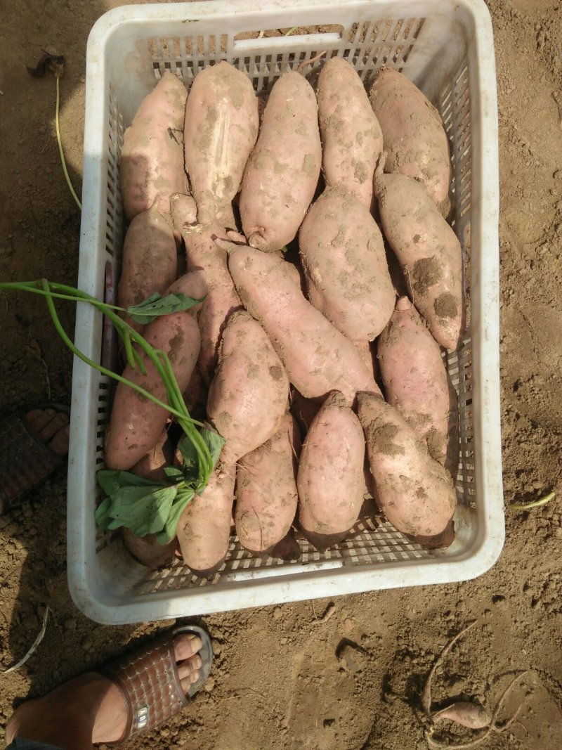 红薯