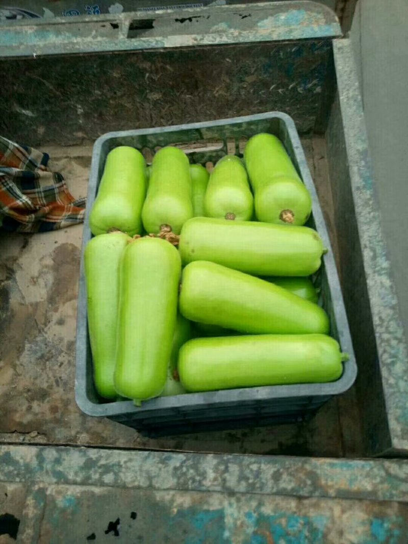 精品瓠子大量上市，供应商超市场批发，量大质量优，