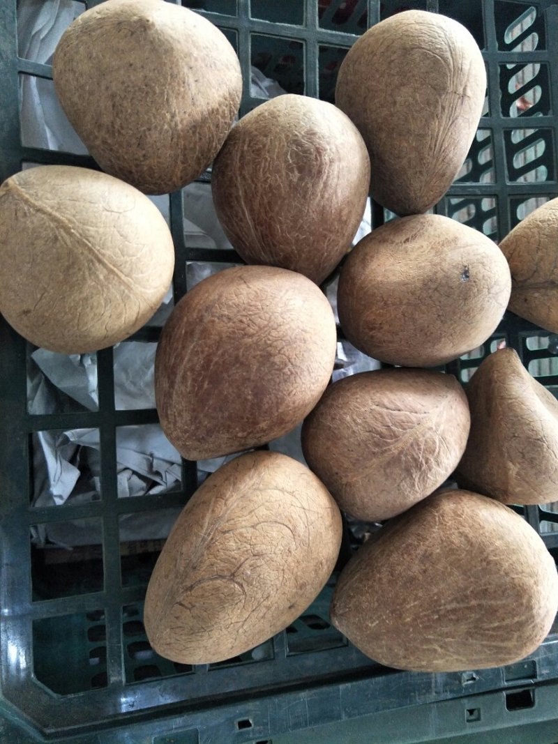 香椰