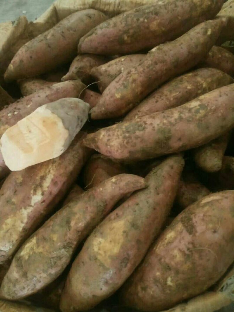 板栗红薯