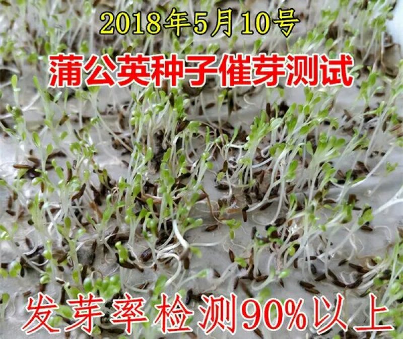 蒲公英种子新种子净籽2斤一亩地下单联系客服
