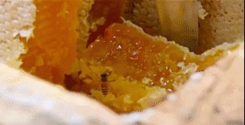 正宗土蜂蜜原汁原味
