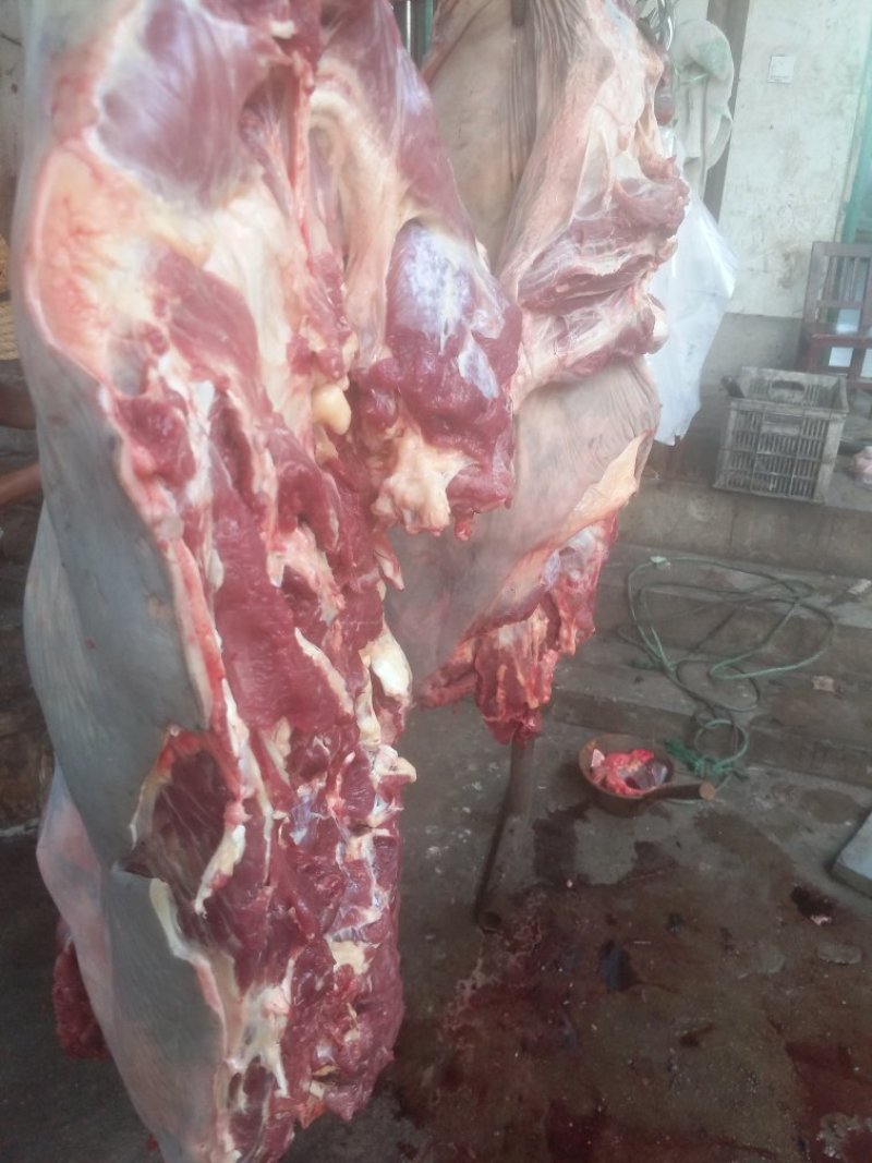 新鲜驴肉