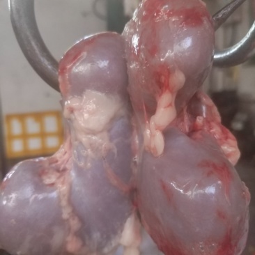 新鲜驴肉