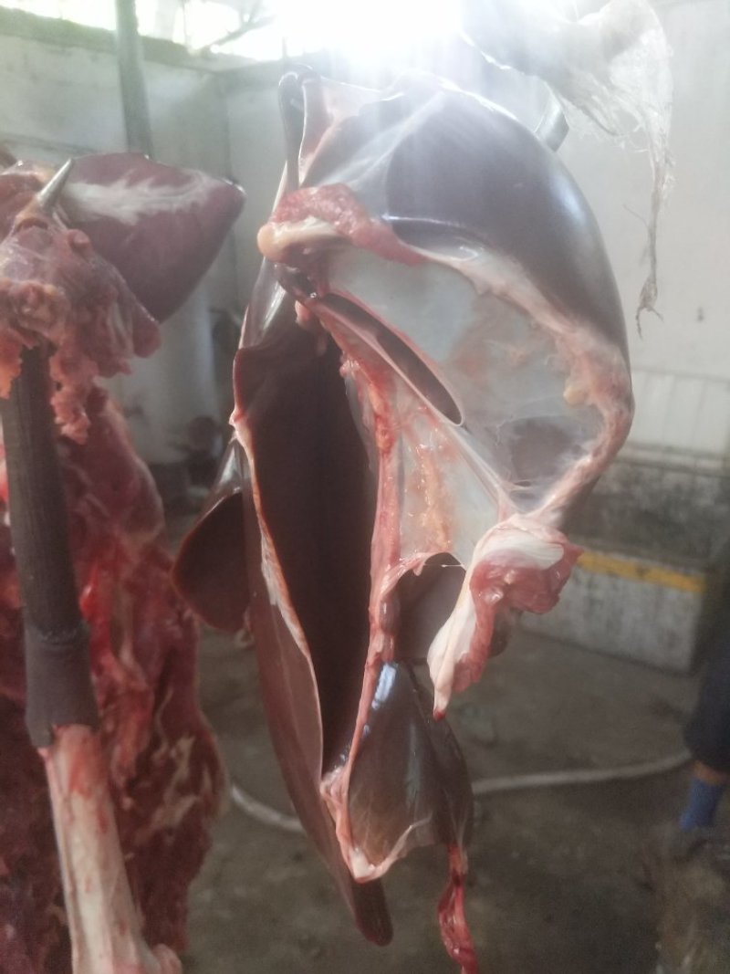新鲜驴肉