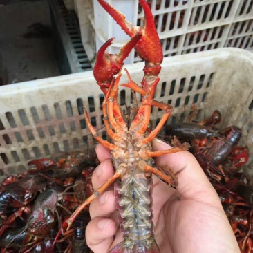 招财小龙虾