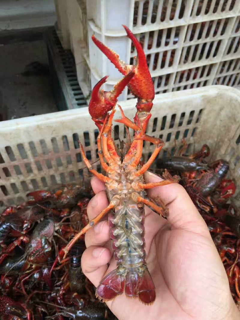 招财小龙虾