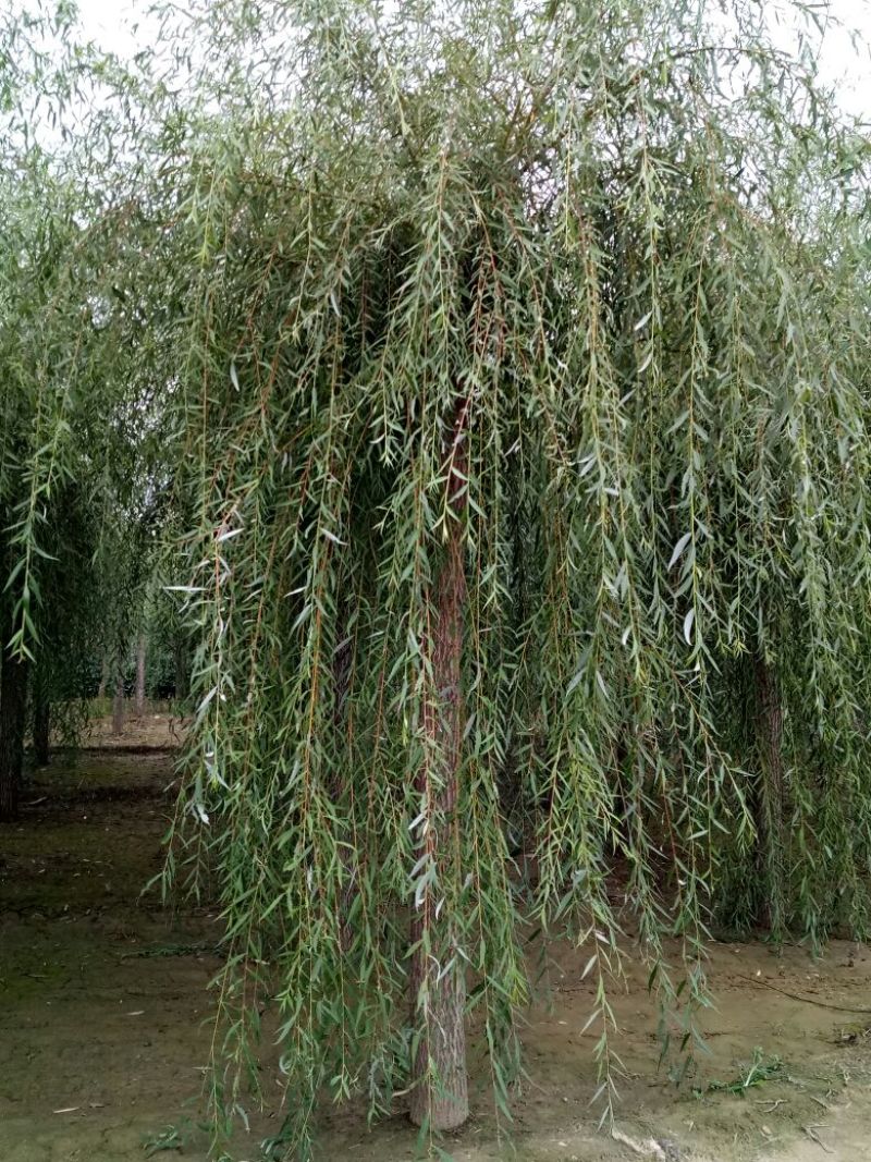 金丝垂柳15~20cm10~12cm3.5~4米