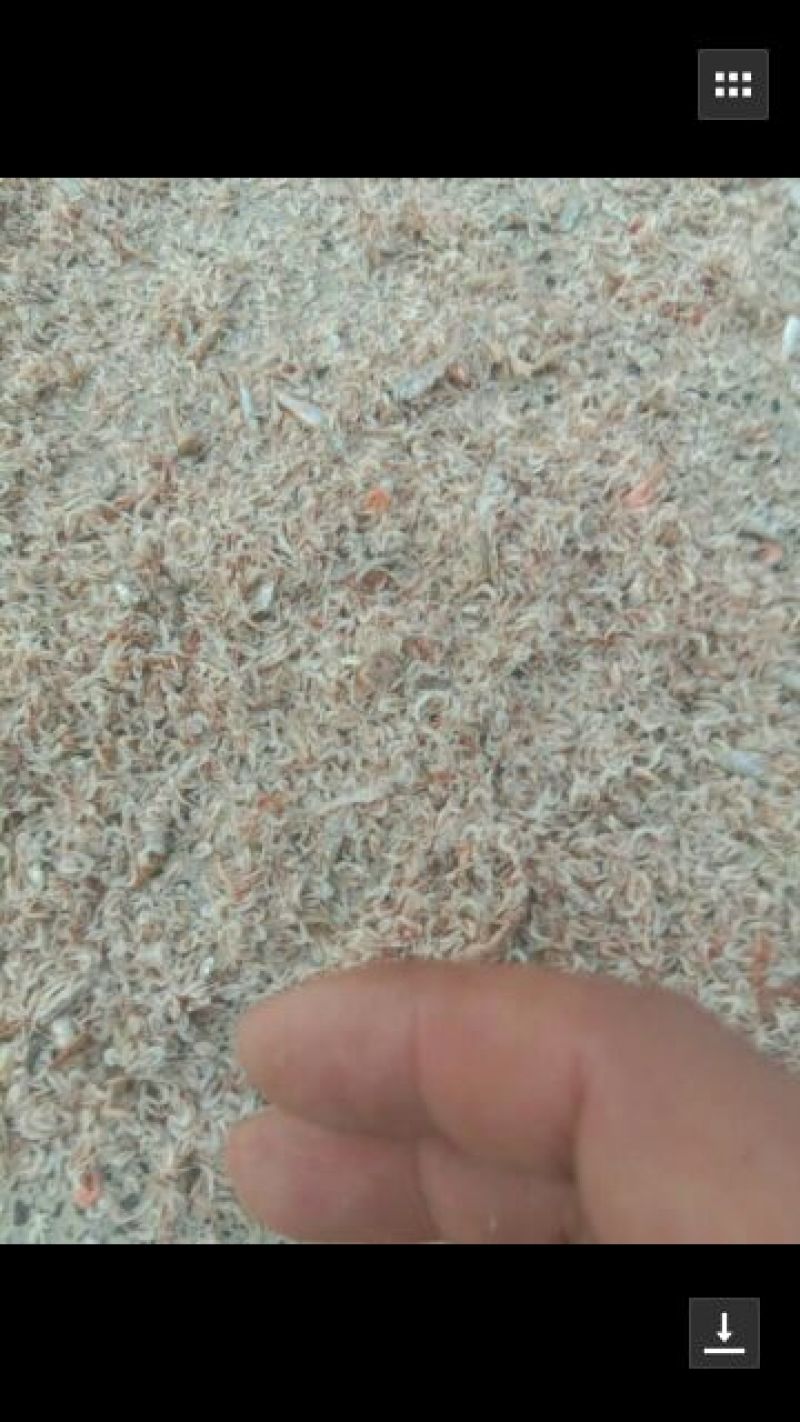 虾皮