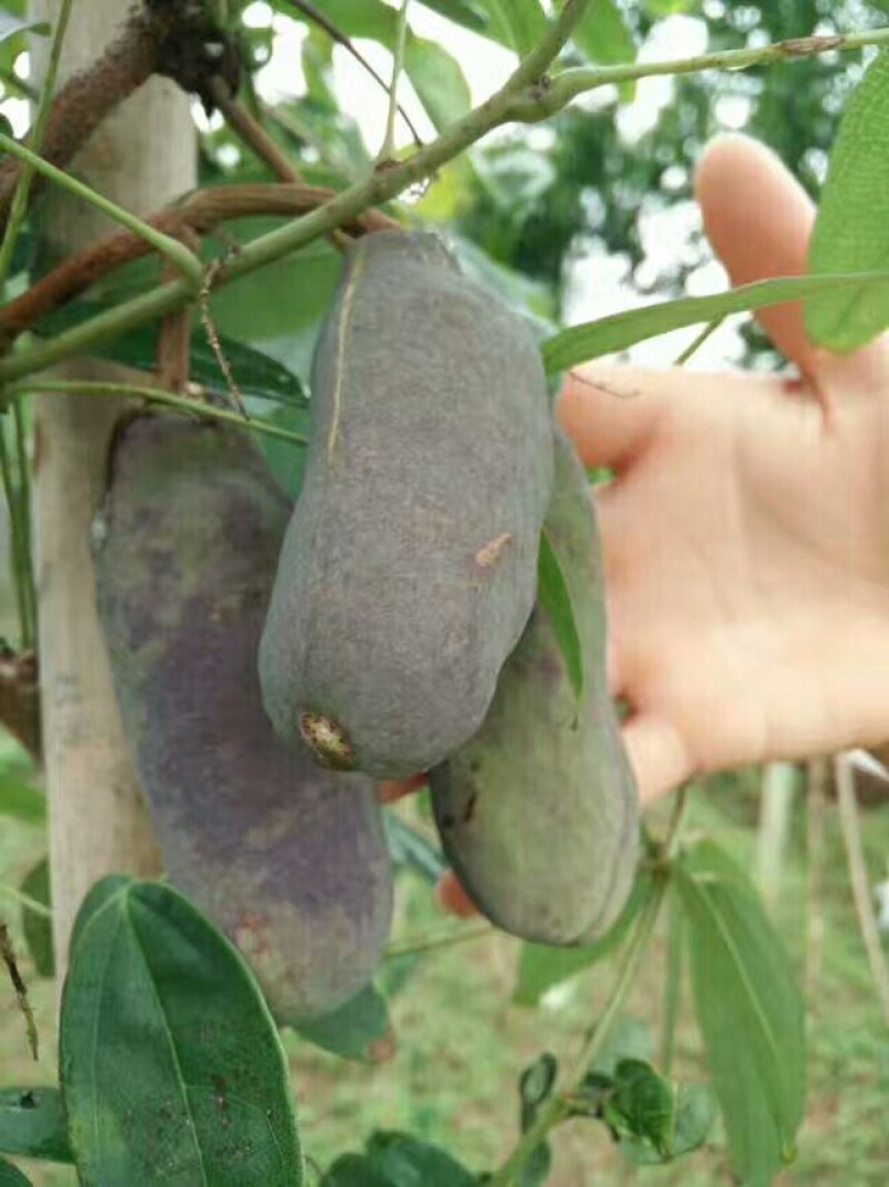 八月炸