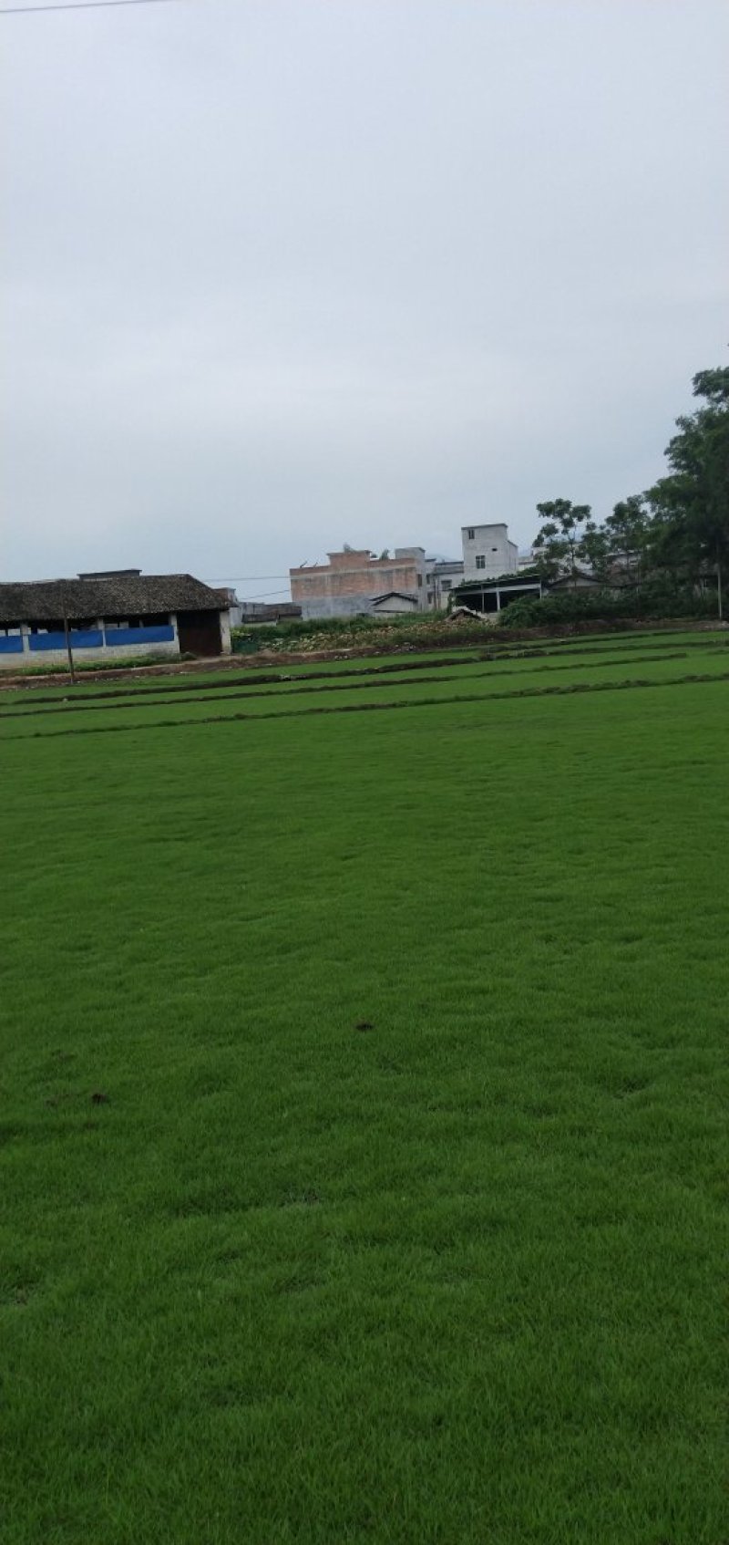 马尼拉草坪