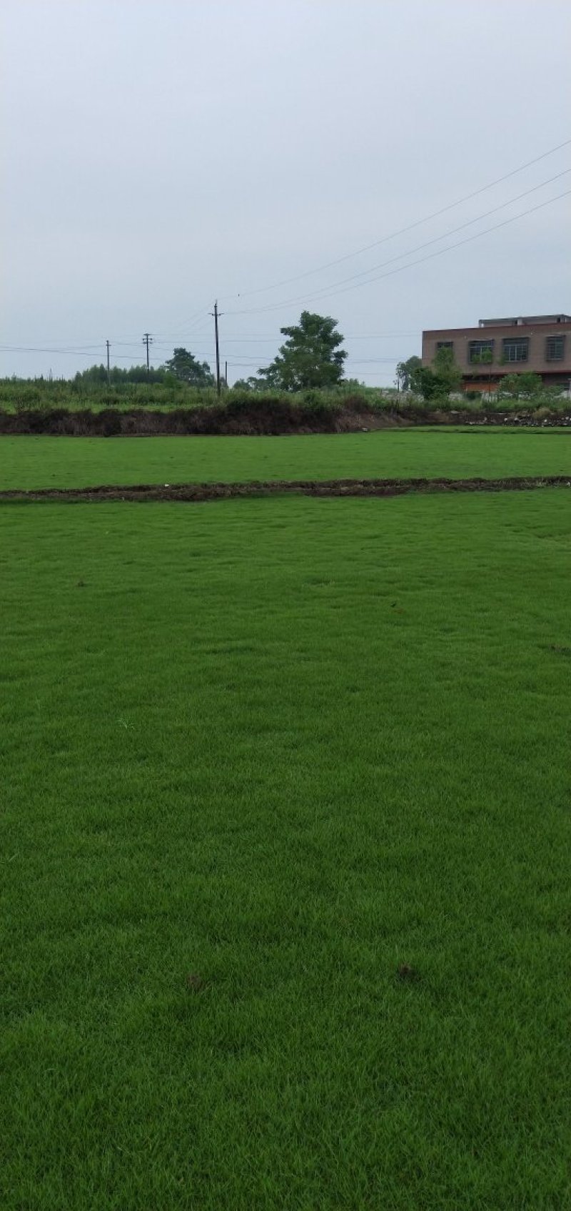 马尼拉草坪