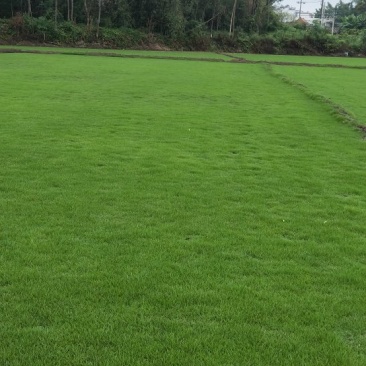 马尼拉草坪