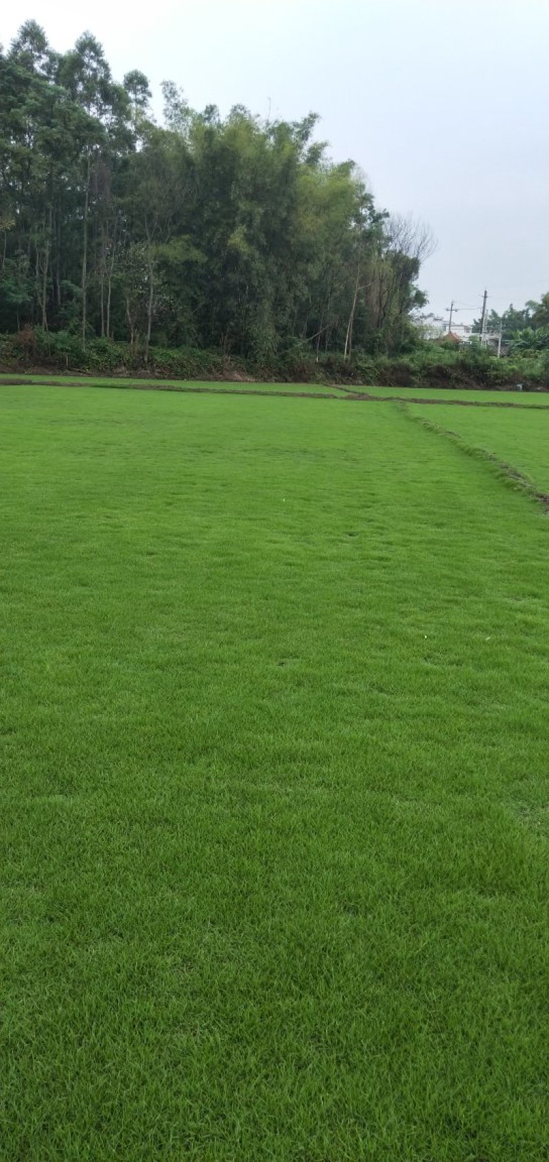 马尼拉草坪