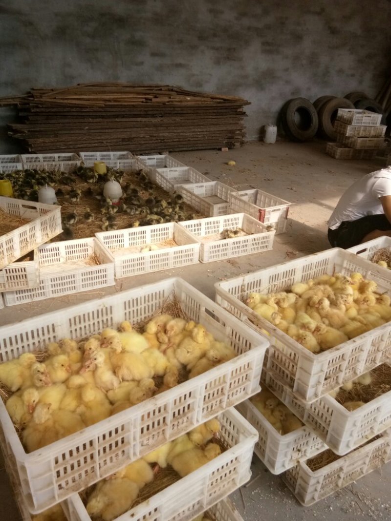 鹅苗杂交肉鹅