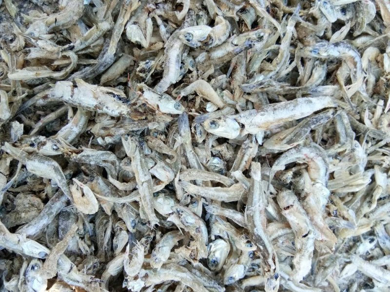 现有大量饲料鱼干，干度好盐分低蛋白高，一手货源